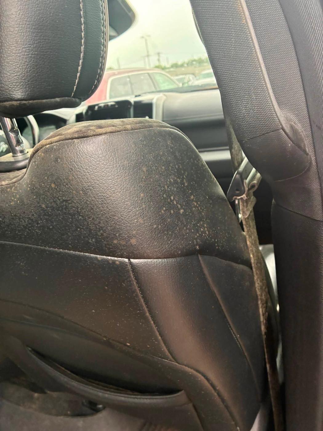 Driver seat back before detailing, covered in mildew
